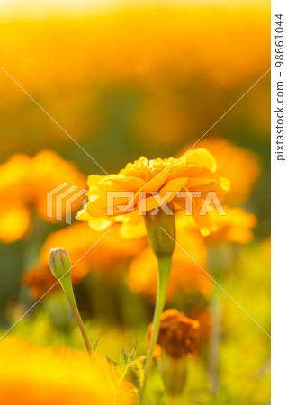 Closeup of yellow flower on blurred background under sunlight with copy space using as background natural flora landscape, ecology cover page concept. Closeup of yellow flower on blurred background under sunlight with copy space using as background natural flora landscape, ecology cover page concept. 98661044