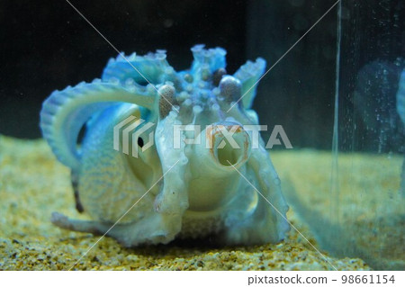 水族館海蛋章魚 98661154