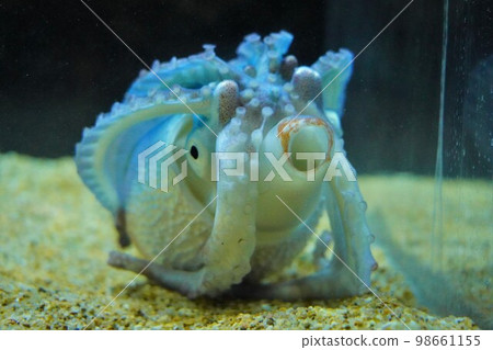 水族館海蛋章魚 水族館海蛋章魚 98661155