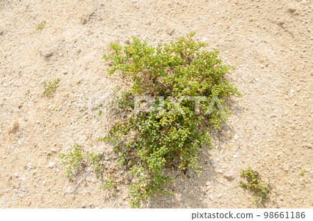 Desert shrub known as Khurreyz or Khurreyza. Desert shrub known as Khurreyz or Khurreyza. 98661186