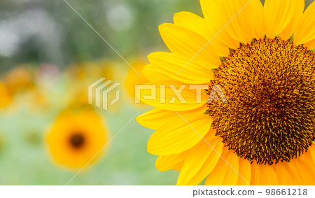 Yellow flower, Close up Sunflower in the garden, abundance field with blur background. Yellow flower, Close up Sunflower in the garden, abundance field with blur background. 98661218