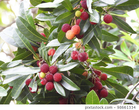 Yamamomo (mountain peach) 98661334