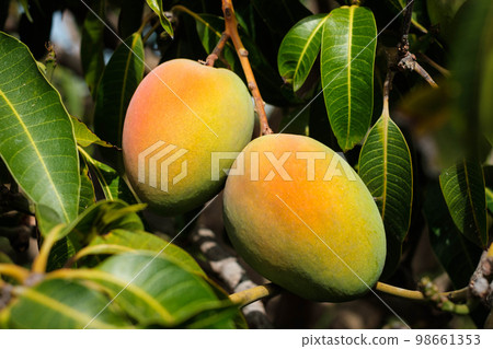 mongo fruit hanging on tree - mongo fruits - mongo fruit hanging on tree - mongo fruits - 98661353