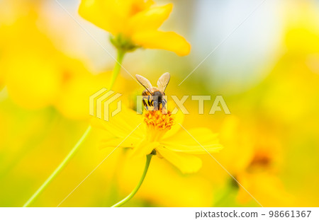 Bee and Yellow flower, Close up bee with Cosmos yellow flower in the garden, abundance field with blur background. 98661367