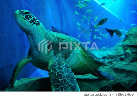 水族館海蛋中的綠海龜 98661469