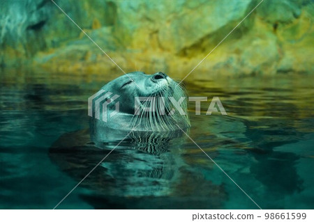 A bearded seal sleeping in an aquarium sea egg A bearded seal sleeping in an aquarium sea egg 98661599