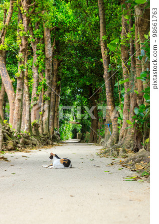 Okinawa_Fukugi trees and stray cats in Bise village Okinawa_Fukugi trees and stray cats in Bise village 98661763