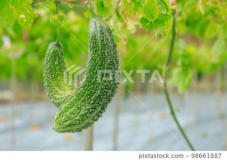 Okinawa _ Goya field scenery Okinawa _ Goya field scenery 98661887
