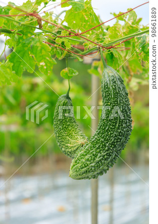 Okinawa _ Goya field scenery Okinawa _ Goya field scenery 98661889