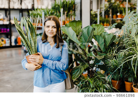 Young woman chooses indoor plants and pots in store or garden center. The lady holds big Sansevieria in her hands, looks into the camera. Young woman chooses indoor plants and pots in store or garden center. The lady holds big Sansevieria in her hands, looks into the camera. 98661898