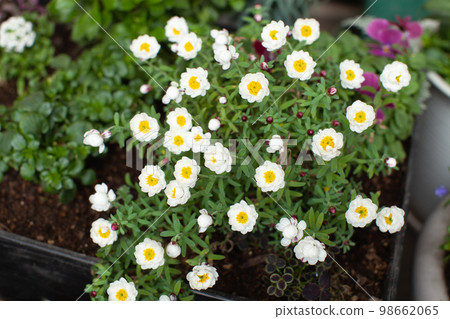 Small spring flower Hanakanzashi 98662065