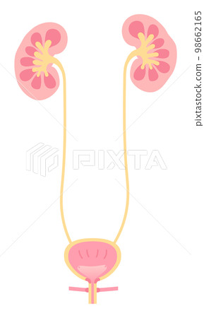 Illustration of female kidneys and bladder no text 98662165