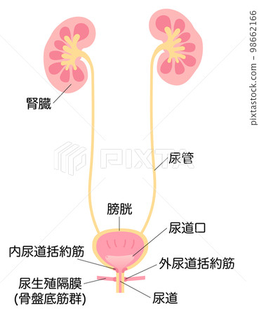 Illustration of female kidneys and bladder with names 98662166