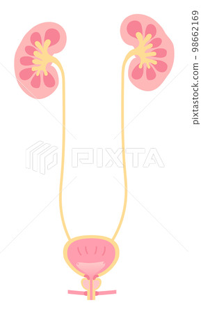 Male kidney and bladder illustration No text 98662169