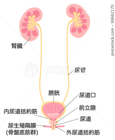 帶有名稱的男性腎臟和膀胱插圖 98662170