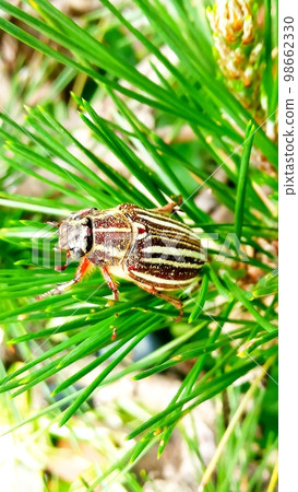 一隻來到食物松(黑松)的雌性白甲蟲 一隻來到食物松(黑松)的雌性白甲蟲 98662330