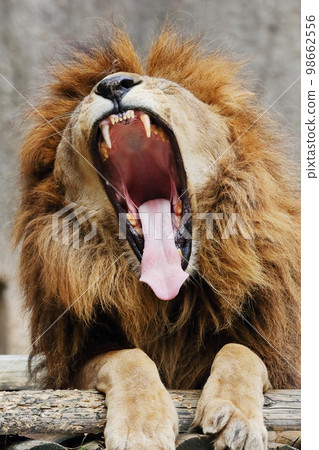 張大嘴巴的公獅子 張大嘴巴的公獅子 98662556
