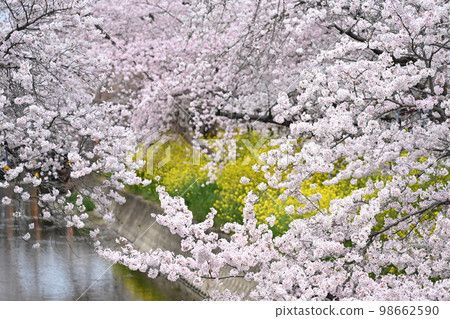 Cherry tree in Gojo River Cherry tree in Gojo River 98662590