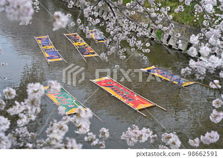 Cherry tree in Gojo River 98662591