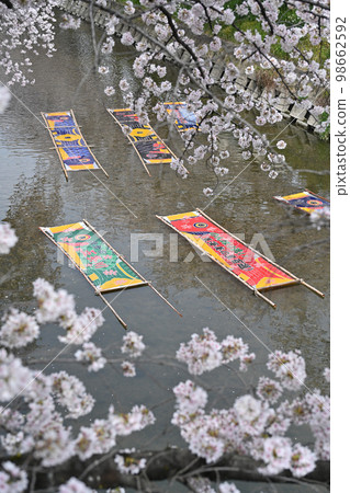Cherry tree in Gojo River Cherry tree in Gojo River 98662592