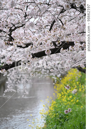 Cherry tree in Gojo River 98662597