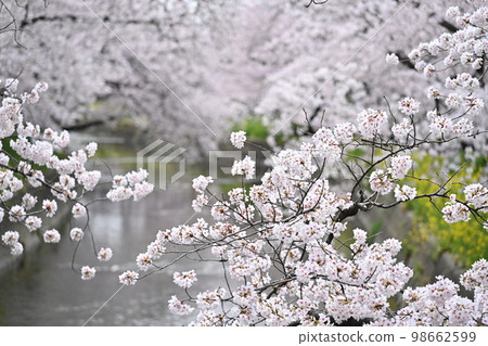 Cherry tree in Gojo River 98662599