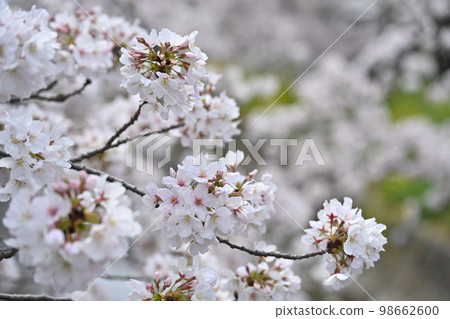 Cherry tree in Gojo River Cherry tree in Gojo River 98662600