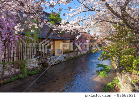 Kyoto Gion Shirakawa Spring Shirakawa seen from Tatsumi Bridge 98662651
