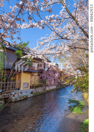 Kyoto Gion Shirakawa Spring Shirakawa seen from Tatsumi Bridge 98662653