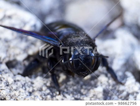 Big black bumblebee on the ground Big black bumblebee on the ground 98662756