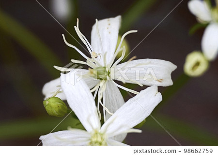 Parts of a white flower 98662759