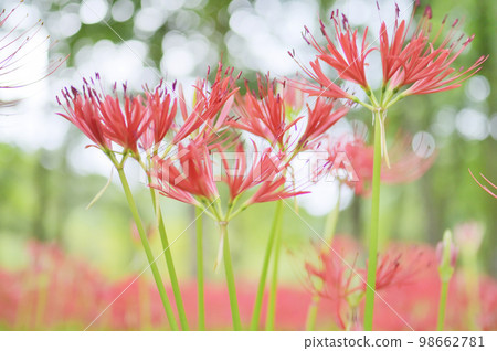 開花在森林裡的五顏六色的群孤挺花 開花在森林裡的五顏六色的群孤挺花 98662781