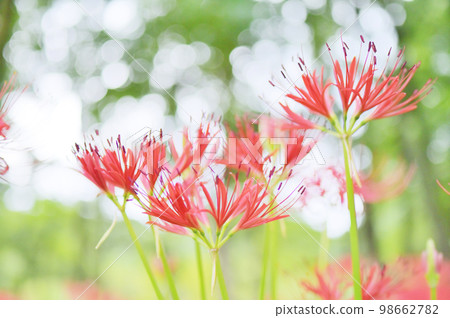 開花在森林裡的五顏六色的群孤挺花 98662782
