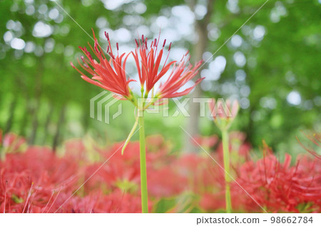開花在森林裡的五顏六色的群孤挺花 98662784
