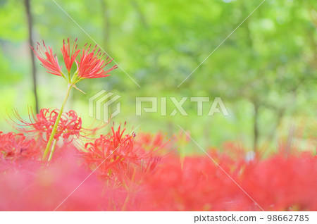 開花在森林裡的五顏六色的群孤挺花 98662785