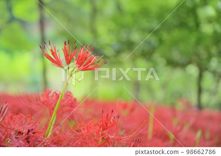 開花在森林裡的五顏六色的群孤挺花 開花在森林裡的五顏六色的群孤挺花 98662786
