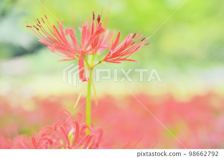 開花在森林裡的五顏六色的群孤挺花 開花在森林裡的五顏六色的群孤挺花 98662792