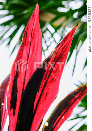 Red leaves of Sennenboku (Hayazaki Oobagiboshi, Unohanagiboshi) 98663254