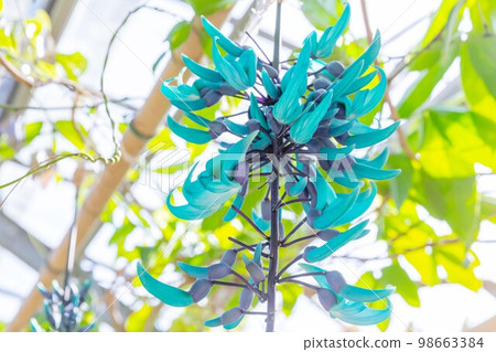 盛開的玉藤花 藍色的花 玉藤 盛開的玉藤花 藍色的花 玉藤 98663384