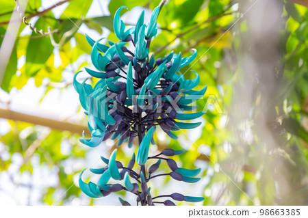 blooming jade vine flowers blue flowers jade vine blooming jade vine flowers blue flowers jade vine 98663385