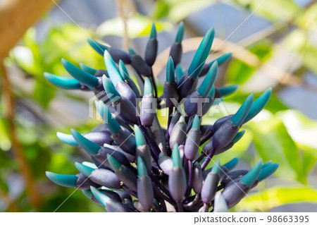 jade vine flower bud blue flower jade vine 98663395