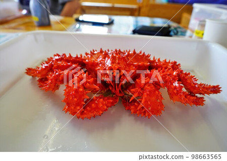 Cape Nosappu Hanasaki Crab Cape Nosappu Hanasaki Crab 98663565