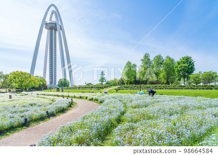 138 塔公園,盛開的Nemophila <愛知縣一宮市> 138 塔公園,盛開的Nemophila <愛知縣一宮市> 98664584