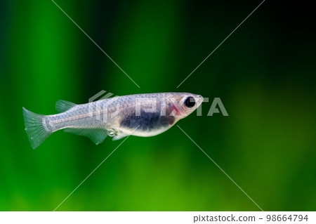 Super black killifish 98664794