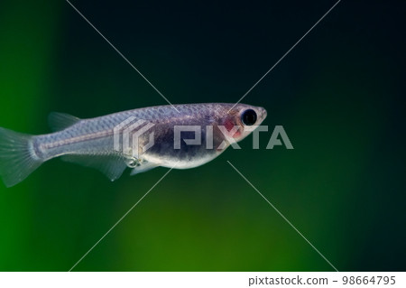 超級黑鱂魚 98664795