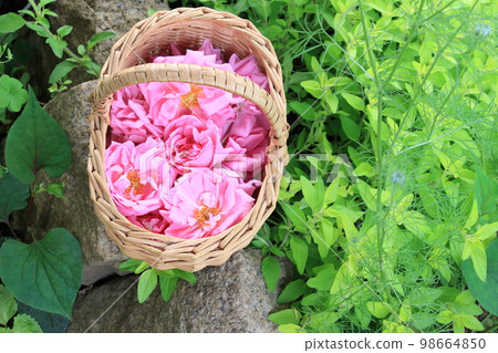 大馬士革玫瑰花香四溢的清晨採摘 大馬士革玫瑰花香四溢的清晨採摘 98664850
