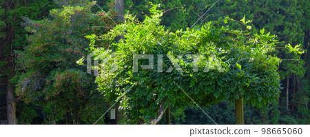 A blue sky golf course and a panorama of a cute spot on the roof of a plant shelf like a wisteria trellis (Kisarazu City, Chiba Prefecture) A blue sky golf course and a panorama of a cute spot on the roof of a plant shelf like a wisteria trellis (Kisarazu City, Chiba Prefecture) 98665060