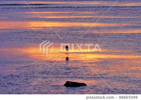 Seabirds nestling in the sea at sunrise at Cape Soya Seabirds nestling in the sea at sunrise at Cape Soya 98665099