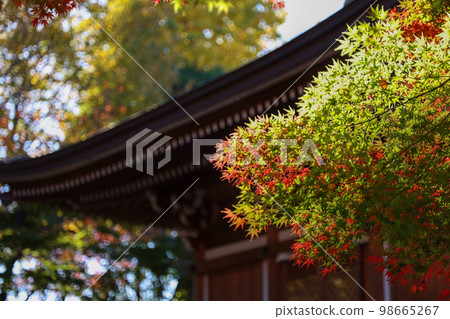 寺廟的楓樹 98665267