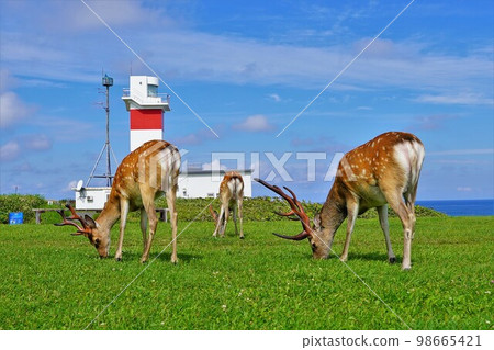 Wild stags and Cape Soya Lighthouse at Cape Soya Park Wild stags and Cape Soya Lighthouse at Cape Soya Park 98665421